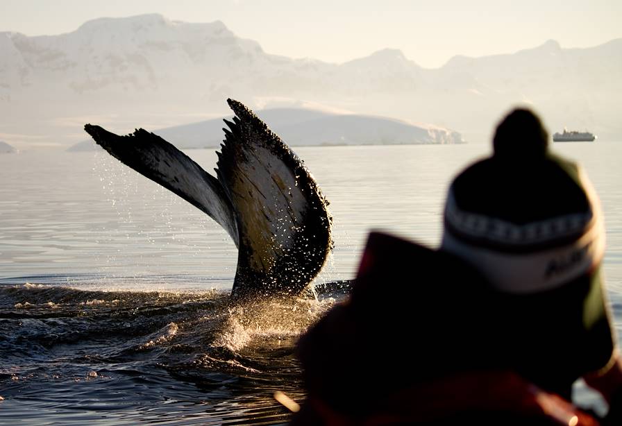 Observation des baleines sur la croisière de l'Ocean Nova - Antarctique © Evelyn Pfeiffer/Axxi