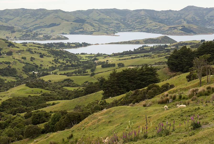 Akaroa - Nouvelle Zélande © BackyardProduction/Getty Images/iStockphoto