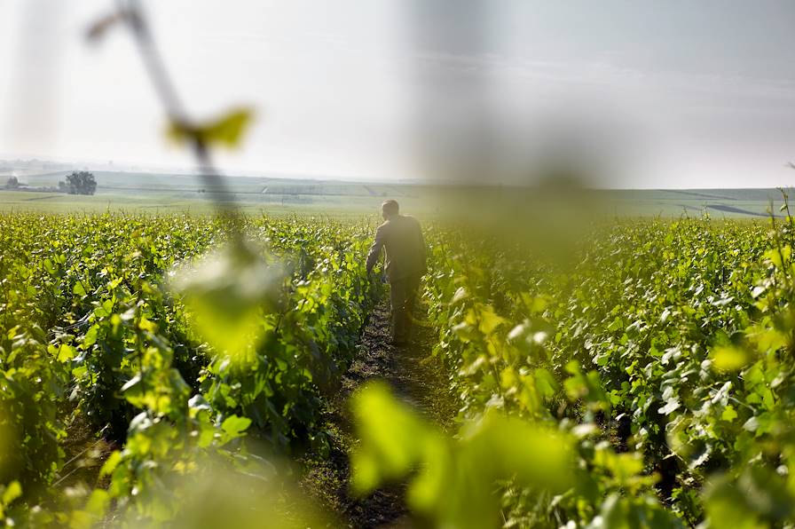 Barossa Valley - Australie © Oliver Ruether/LAIF-REA