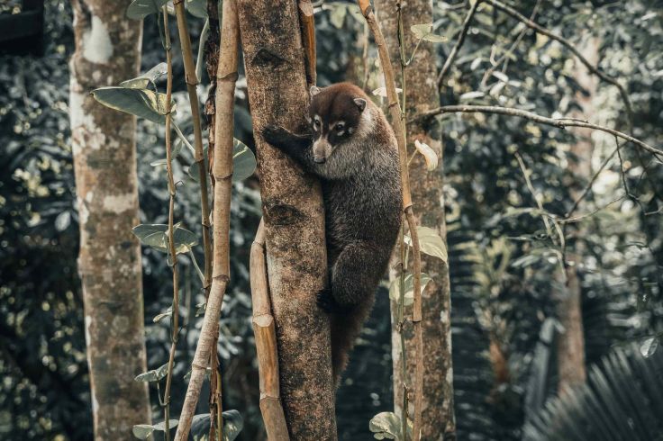 San Ignacio - Belize © Droits réservés