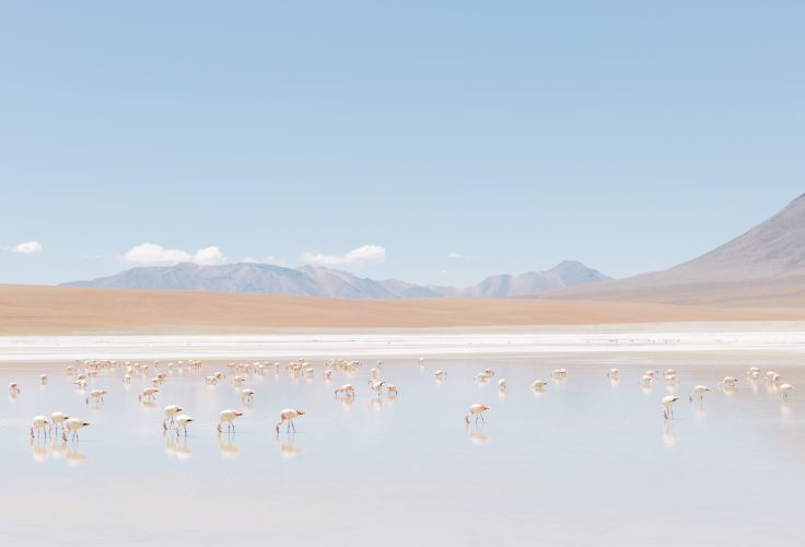 Laguna Hedionda - Bolivie © Kevin Faingnaert