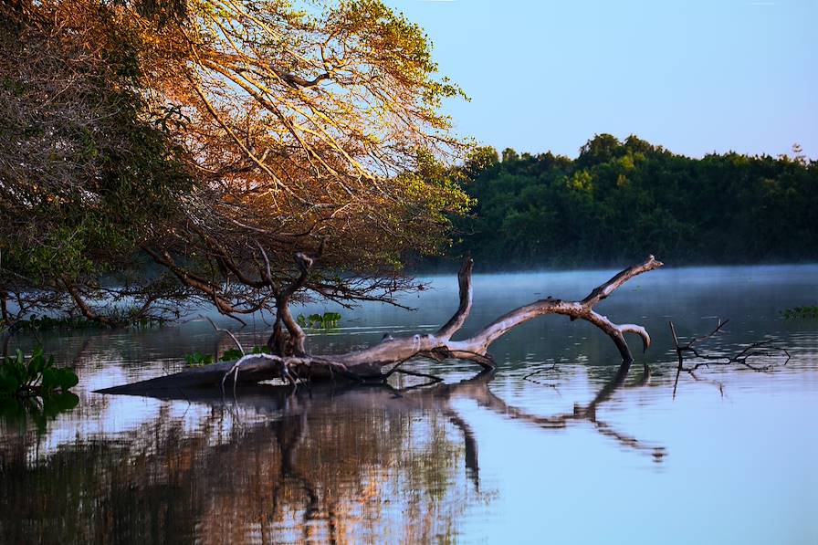 Pantanal - Brésil © Roman Rahm/Getty Images/iStockphoto