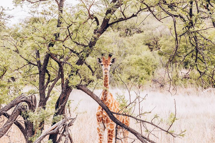 Delta du fleuve Okavango - Botswana © Olivier Romano