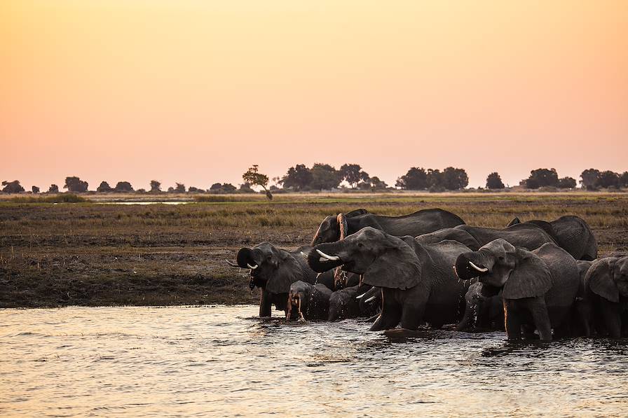 Parc national de Chobe - Botswana © 2630ben/Getty Images/iStockphoto