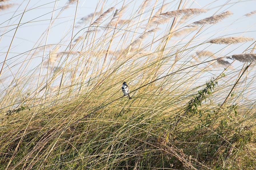 Delta du fleuve Okavango - Botswana © Paolo / Adobe Stock