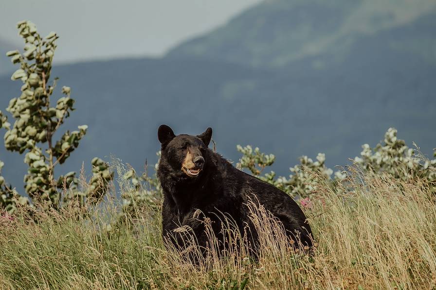 Ours kodiak - Alaska - Etats-Unis © Danika Perkinson / Unsplash.com