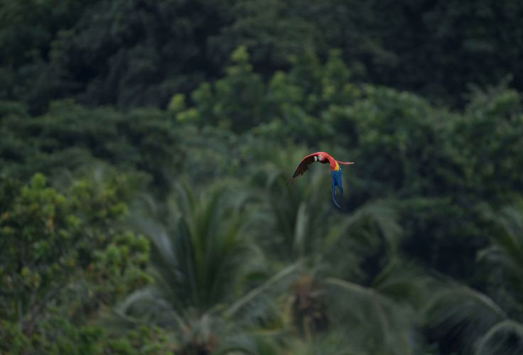 Guacamaya - Parc Tayrona - Colombie © Daniel - stock.adobe.com