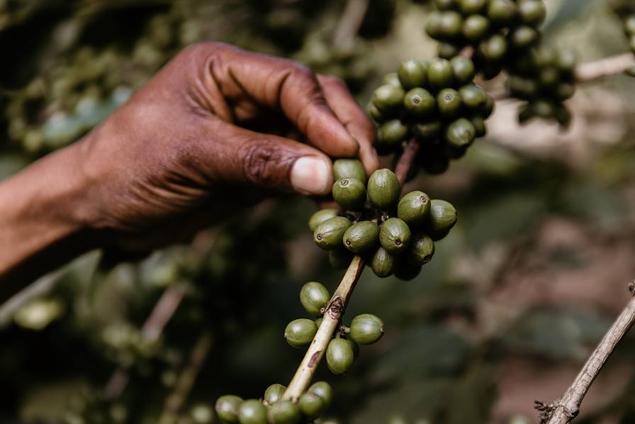 Plantation Café - Costa Rica © Olivia / Adobe Stock