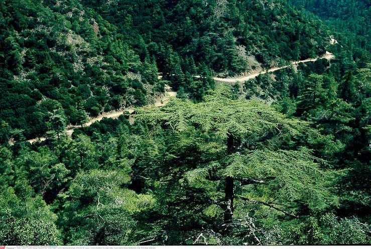 Réserve naturelle de Tripylos - Massif de Troodos - Chypre © Berthold STEINHILBER/LAIF-REA