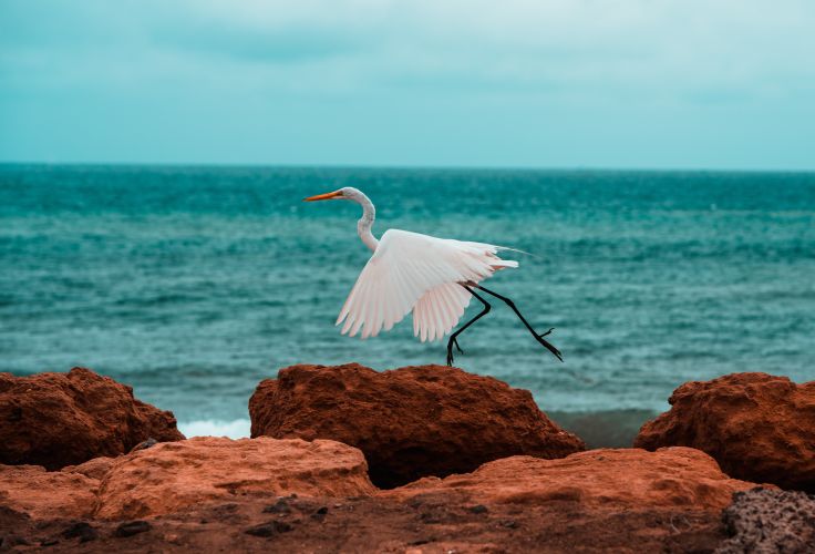 aigrette - Santa Marianita - Equateur  © Dave Vagiunic - stock.adobe.com