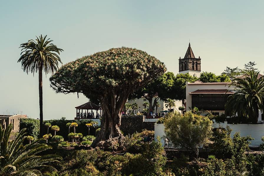 Dragonnier millénaire - Ile de Tenerife - Îles Canaries - Espagne © Turismo de Tenerife