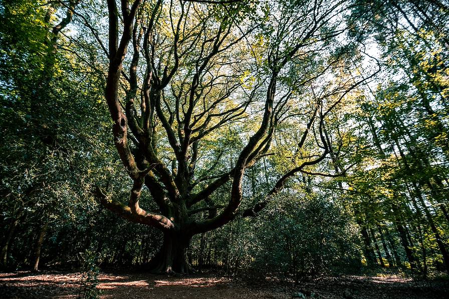 Forêt de Brocéliande - Bretagne - France © Axel Fontaine/stock.adobe.com