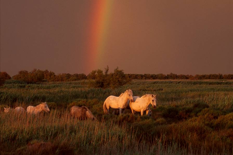 Parc naturel de Camargue - France © Craig Easton