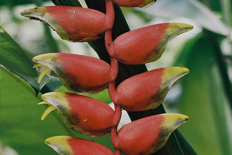 Guadeloupe © Faustine Poidevin