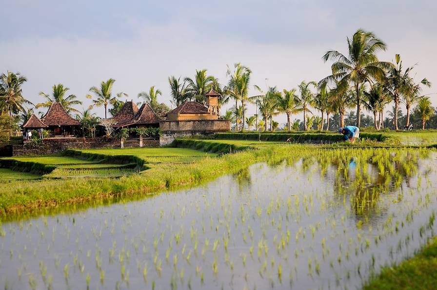 Rizières - Ubud - Bali - Indonésie © PARDOUX Pascal / Fotolia.com