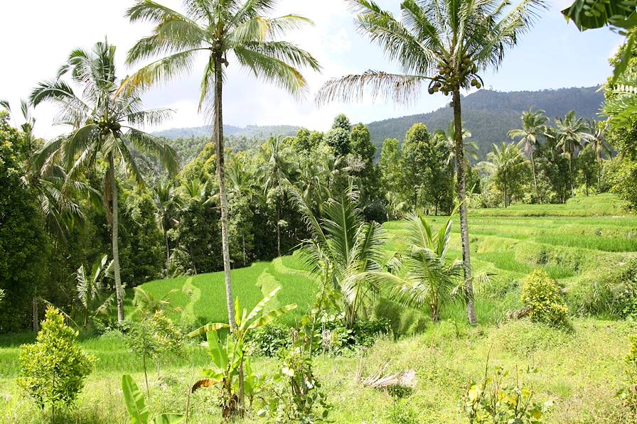 Munduk - Bali - Indonésie © Danielle Ghostine