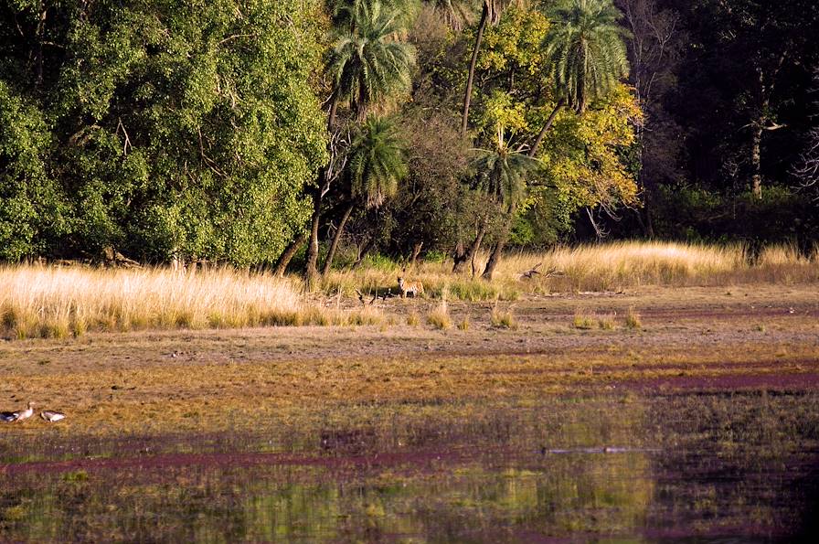 Parc national de Ranthambore - Rajasthan - Inde © TMAX / Fotolia