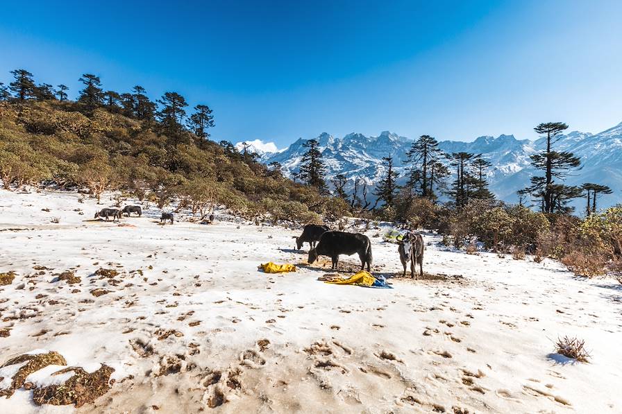 Région du Kangchenjunga - Inde © Siripong Jitchum / Fotolia