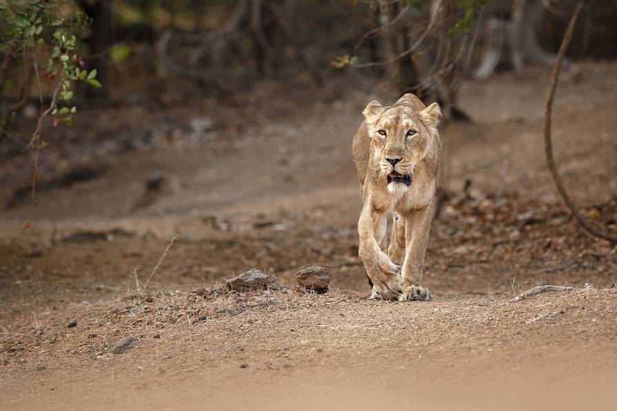 Parc national et sanctuaire faunique de Gir - Gugarat - Inde © photocech - stock.adobe.com