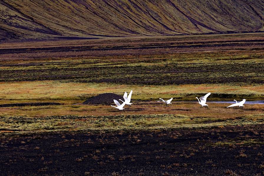 Islande © Matthieu Ricard