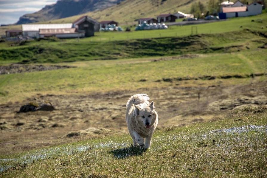 Skálafell - Hofn - Islande © Skálafell