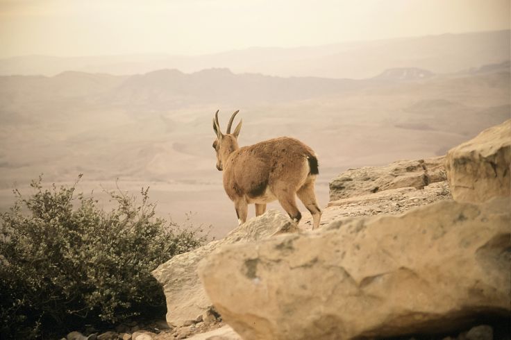 Mitzpe Ramon - Israël © RnDmS/Getty Images/iStockphoto