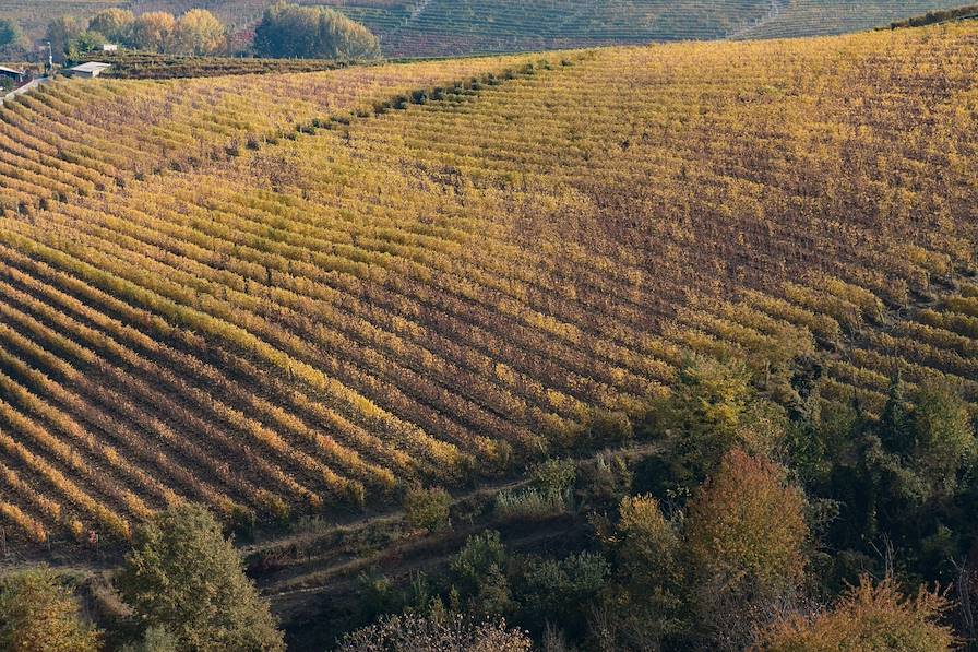 vignes - Piémont - Italie © vpardi - stock.adobe.com