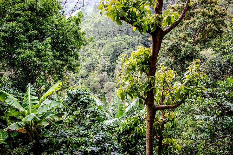 Les Blue Mountains - Jamaïque © Eléonore Dubois