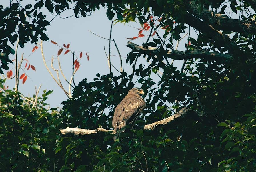 Iriomote - Okinawa - Japon © Romain Laprade