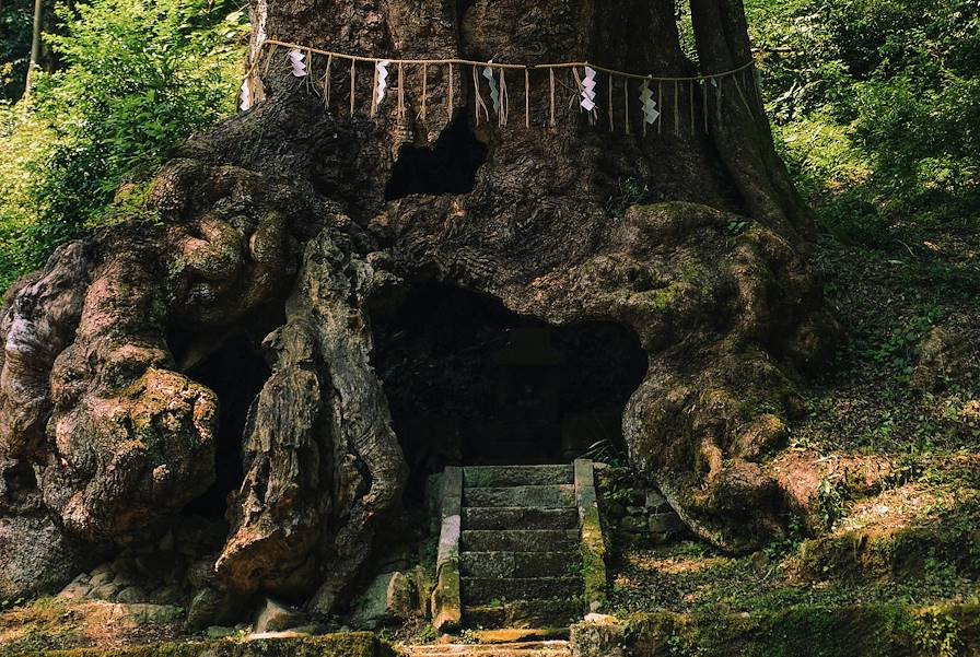 Forêt- Shuzenji- Japon © Yuya Murakami/Unsplash