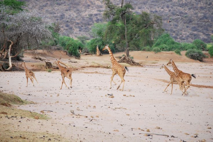 Girafes dans la réserve nationale de Samburu - Kenya © Laetitia Ferreira