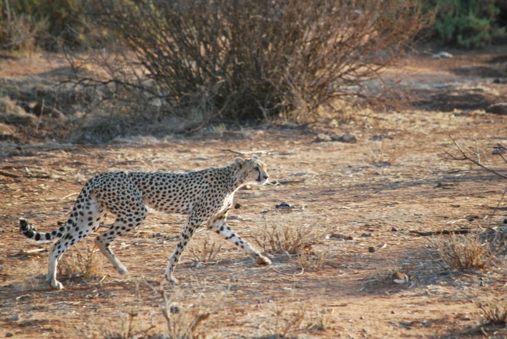 Léopard dans la réserve nationale de Samburu - Kenya © Laetitia Ferreira