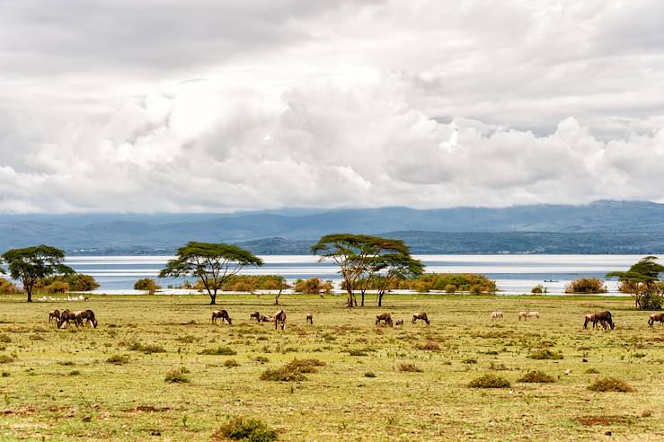 Lac Naivasha - Kenya © Jason_YU/Getty Images/iStockphoto