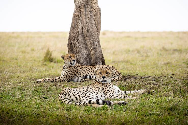 Reserve du Masai Mara - Kenya © Droits réservés