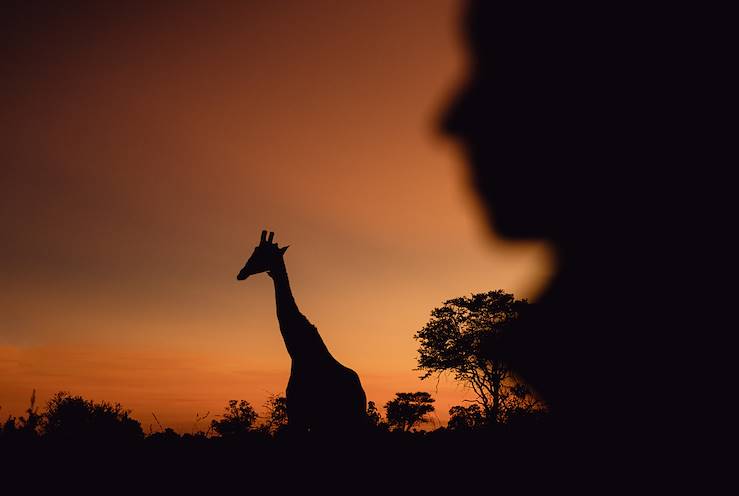 Giraffe - Kenya © Pie Aerts