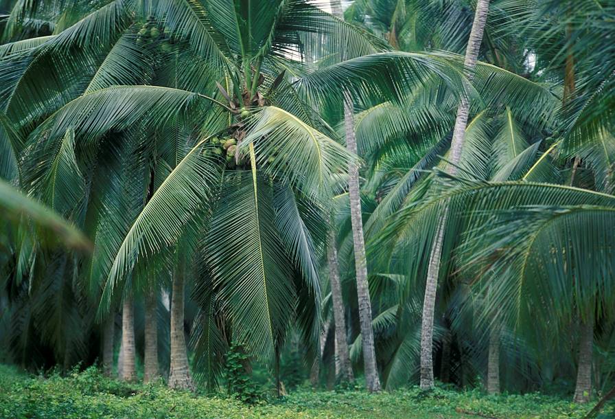 Sri Lanka © Getty Images/Istockphoto