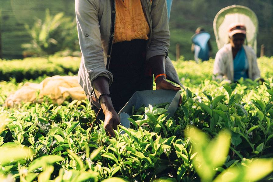 Plantation de thé © Oleh Slobodeniuk/Getty Images/iStockphoto