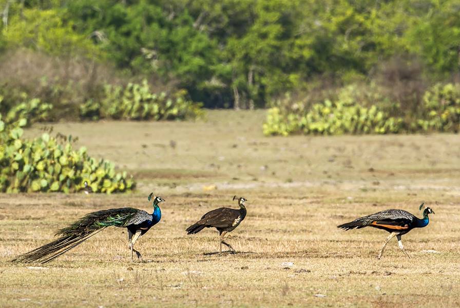 parc national de Gal Oya - Sri Lanka © PACO COMO/stock.adobe.com