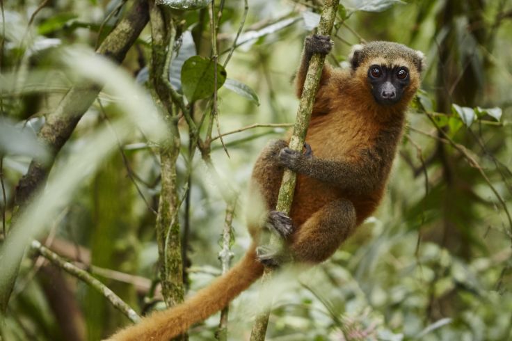 Parc national de l'Isalo - Madagascar  © Laura Thiesbrummel/stock.adobe.com