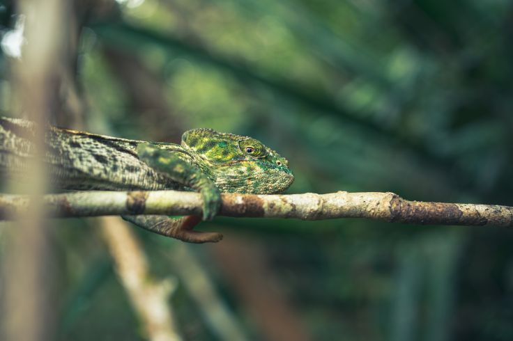 Chameleon - Madagascar © Tim Bennett / Getty Images/iStockphoto