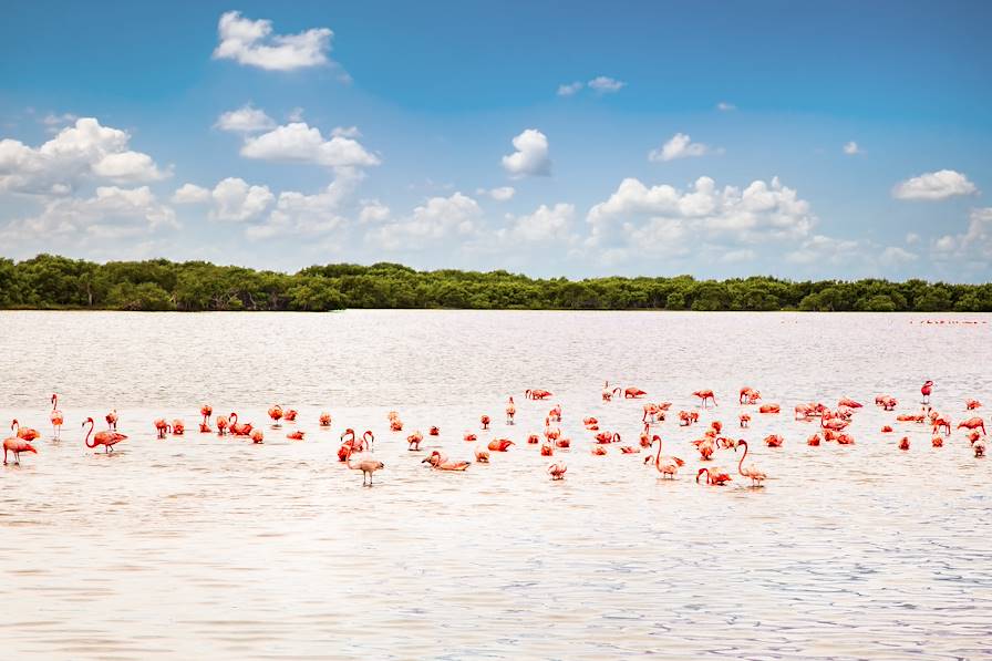 Río Lagartos - Yucatan - Mexique © Aleksandar Todorovic/stock.adobe.com