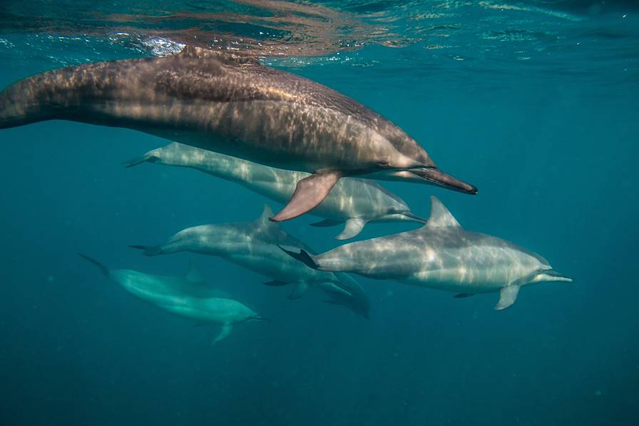 Ile Maurice © Christopher/stock.adobe.com