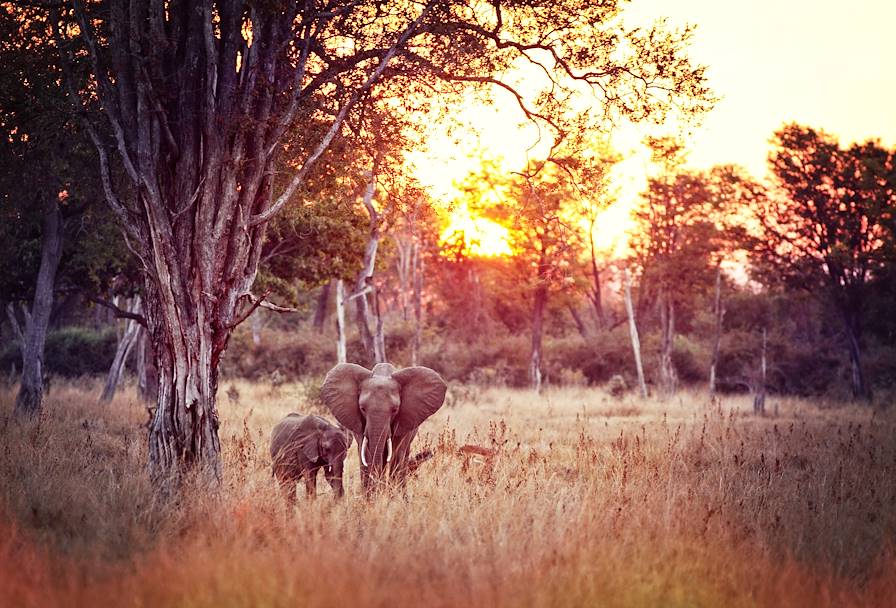 Parc National Luangwa - Zambie © Droits reservés