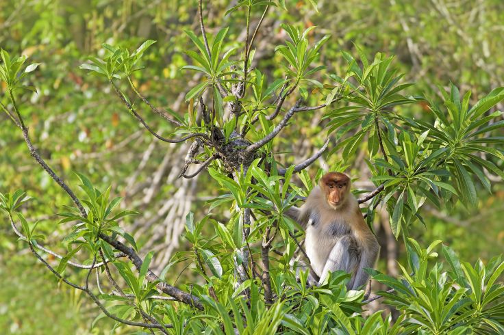 Bornéo - Malaisie © Kjersti / Fotolia