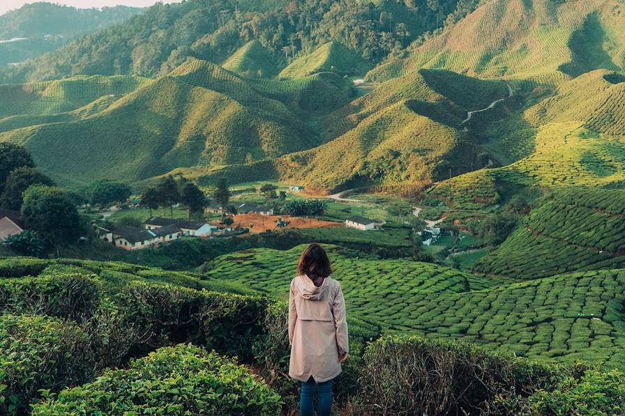 Cameron Highlands - Malaisie © Oleh_Slobodeniuk/Getty Images/iStockphoto