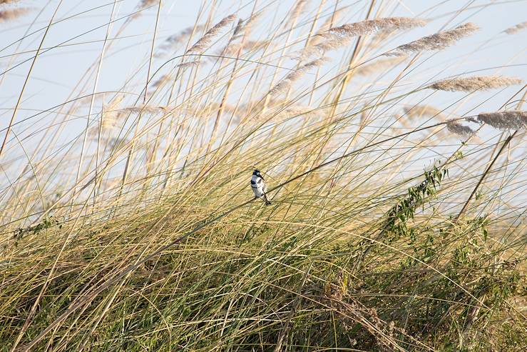 oiseau - Delta du fleuve Okavango - Botswana © Paolo / Adobe Stock