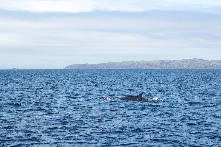 Baleines - Golfe de Hauraki - Nouvelle Calédonie © Julie Saint-Bonnet