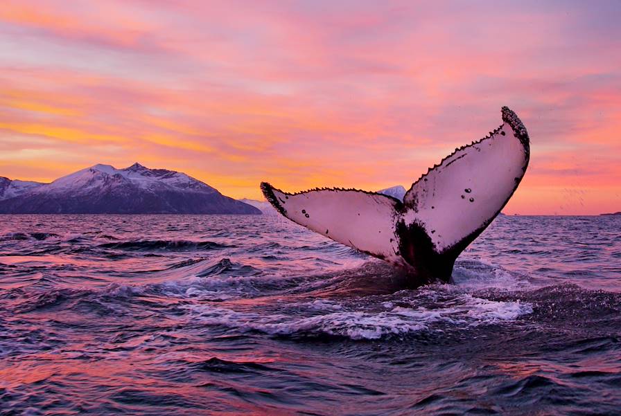 Baleine à Tromsø - Comté de Troms - Norvège © Asgeir Helgestad/Visitnorway.com