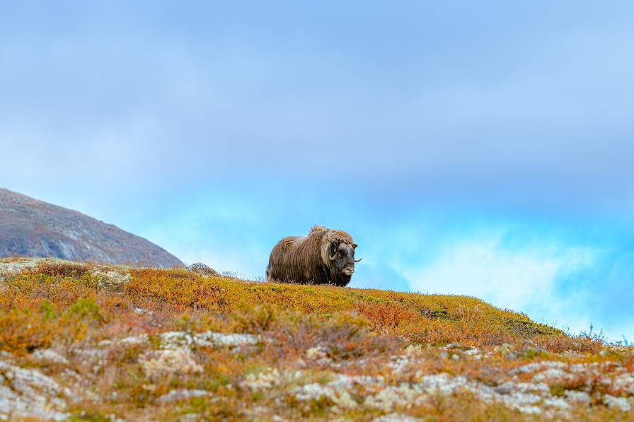 Boeuf Musqué - Norvège © Sven-Erik Knoff / Visit Norway