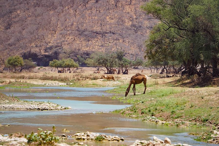 Salalah - Oman © François Gagner